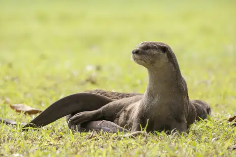 Smooth-coated Otter