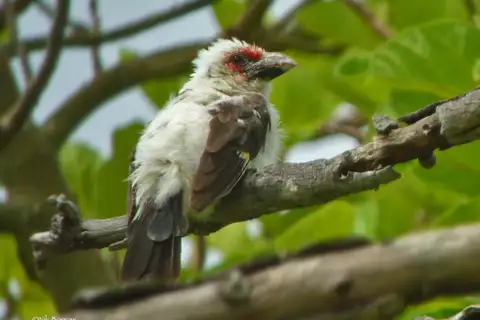 Chaplin's Barbet