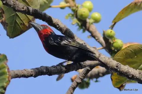 Black-billed Barbet