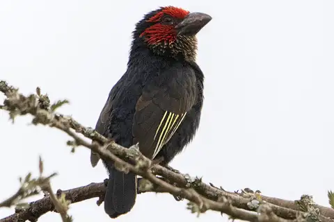 Red-faced Barbet