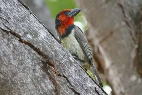 Black-collared Barbet