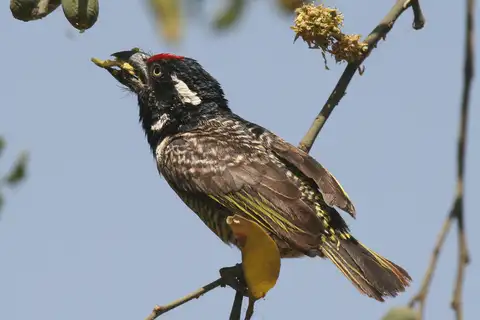 Banded Barbet