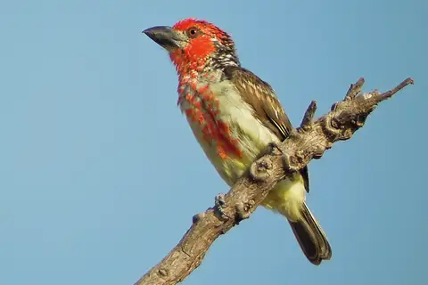 Vieillot's Barbet