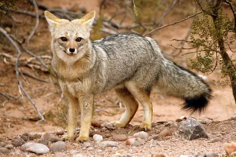 Pampas Fox