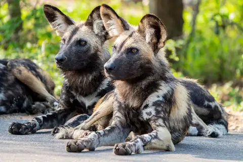 African Wild Dog