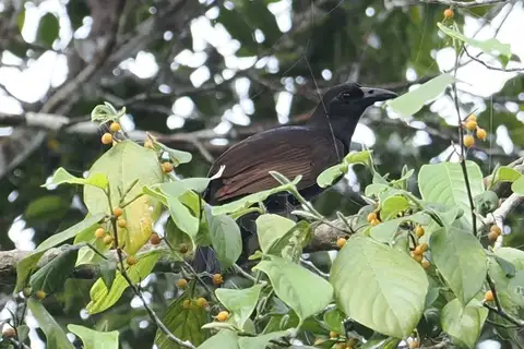 Halmahera Paradise-crow