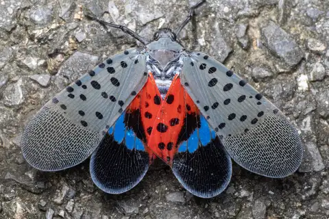 Spotted Lanternfly
