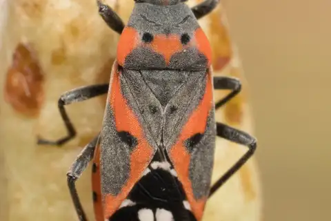 Small Milkweed Bug
