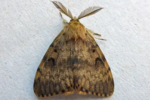 Spongy Moth