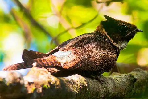 Great Eared Nightjar