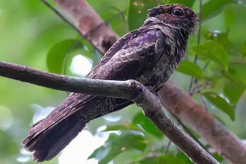 Malaysian Eared Nightjar