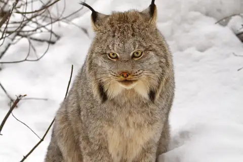 Canada Lynx