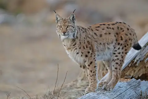 Eurasian Lynx