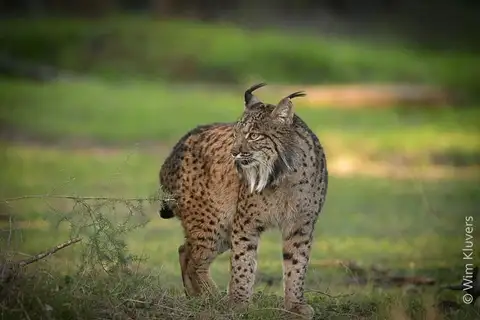 Iberian Lynx