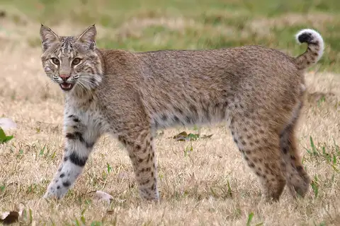 Bobcat
