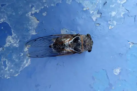 Geminate Cicada