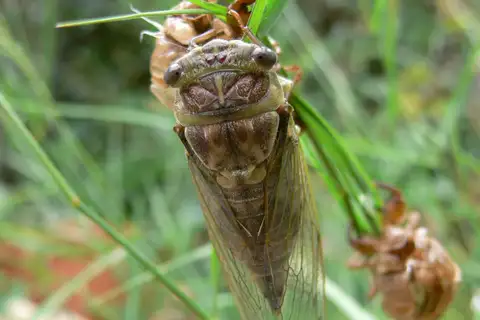 Common Cicada
