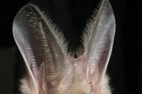 Greater False Vampire Bat