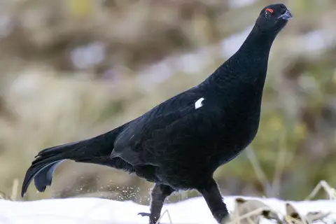 Caucasian Grouse