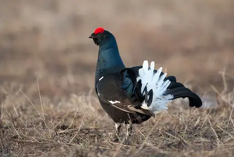 Black Grouse