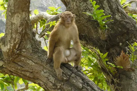 Assam Macaque
