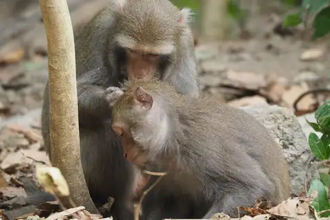 Formosan Rock Macaque