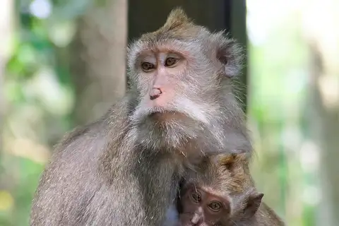 Long-tailed Macaque