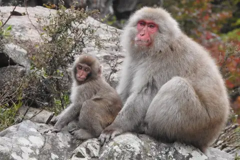 Japanese Macaque