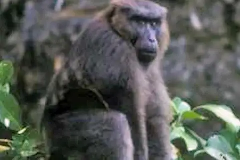 Moor Macaque
