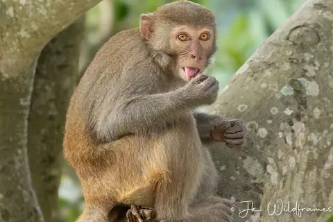 Rhesus Macaque