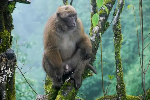 Arunachal Macaque