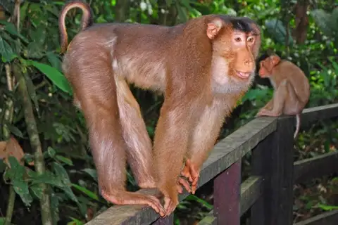 Southern Pig-tailed Macaque