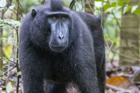 Celebes Crested Macaque