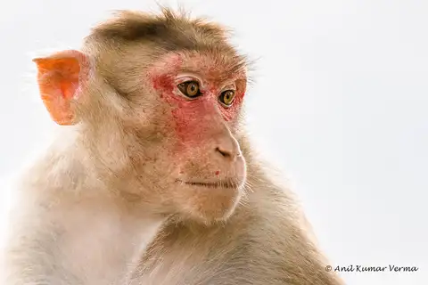 Bonnet Macaque