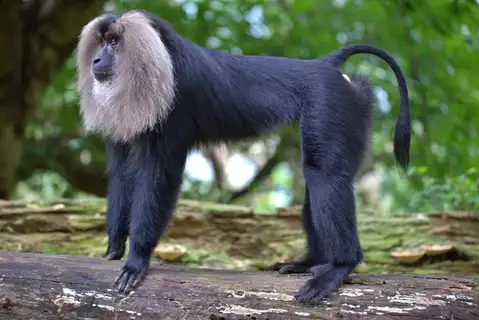 Lion-tailed Macaque