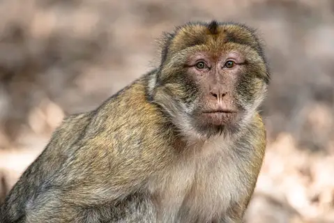 Barbary Macaque