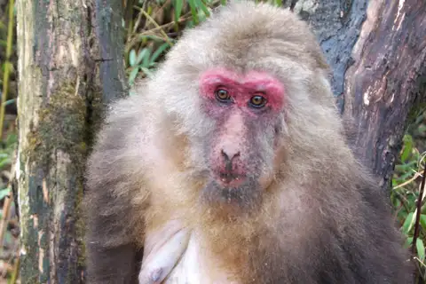 Tibetan Macaque
