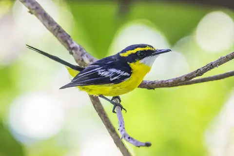 Yellow-breasted Boatbill