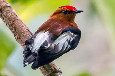 Club-winged Manakin