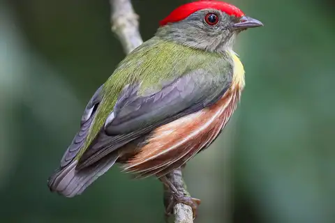 Painted Manakin