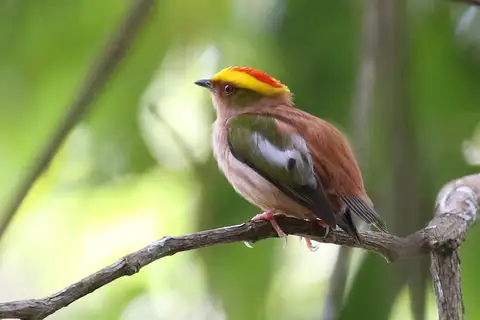 Fiery-capped Manakin