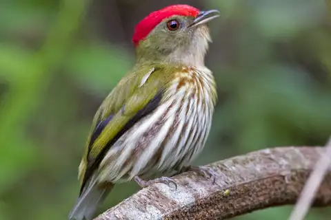 Kinglet Manakin