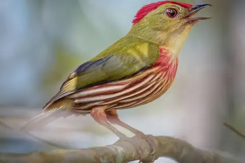 Striolated Manakin