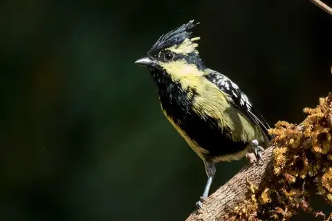 Indian Black-lored Tit