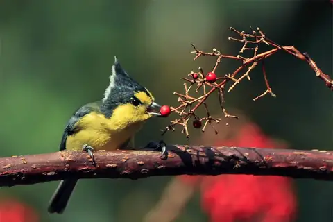 Yellow Tit