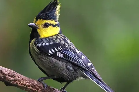 Yellow-cheeked Tit