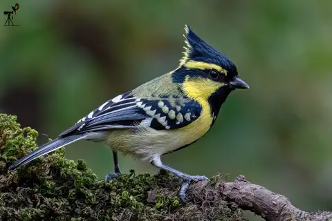 Himalayan Black-lored Tit