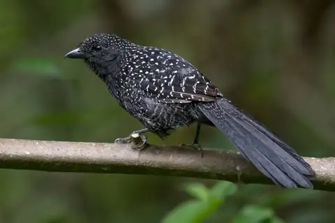 Large-tailed Antshrike