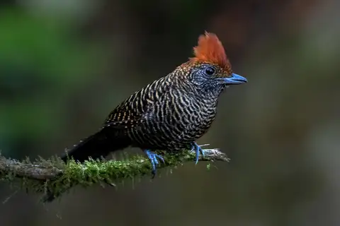 Tufted Antshrike
