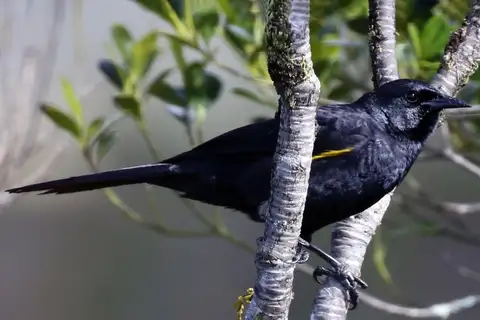 Golden-tufted Mountain Grackle